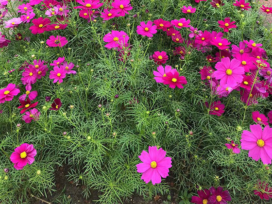 连云港鲜花绿植仿真花